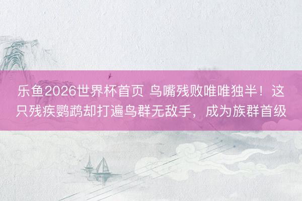 乐鱼2026世界杯首页 鸟嘴残败唯唯独半！这只残疾鹦鹉却打遍鸟群无敌手，成为族群首级